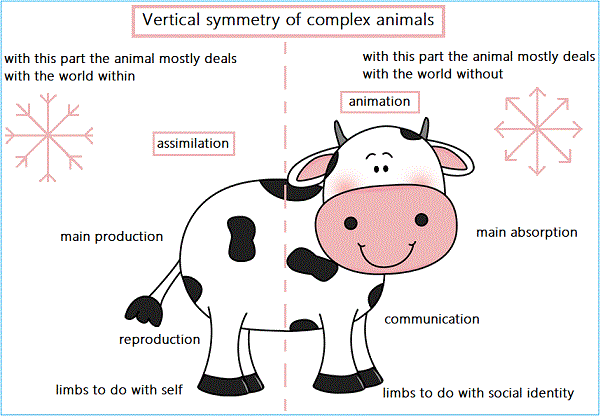 vertical symmetry of large animals